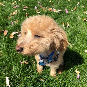 Meet your Posher, Bella